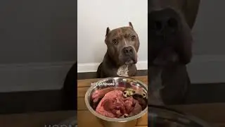 Про здоровое питание для питомцем 🥩🥦