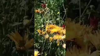 Nature's Gift #viralvideos #shortvideos #nature