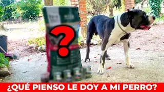 Qué Pienso Darle A Mi PERRO?🐕❤️