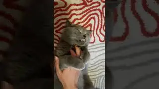 British Cat's Meow
