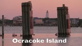 The Amazing Wildlife on Ocracoke Island | North Carolina, Naturally