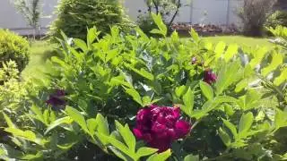 ЛЕТО ИЮНЬ ДАЧА Что растет Как цветет
