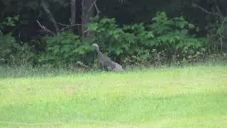Turkeys in the Field! Wild Turkeys & Poults Foraging for Blackberries
