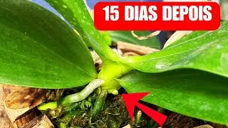 ORCHID CLIMBING FLOWER STEMS IN JUST 15 DAYS OF REPLANTATION! | JD Orquídeas