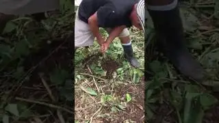 Yuca, a natural part of everyday Amazonian diet