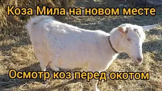 У Милы новый дом/ Козы перед окотом, осмотр!