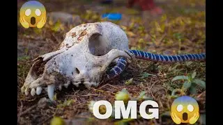 ये हैं INDIA का सबसे खतरनाक सांप Common krait || सबसे जहरीला सांप || Aage Dekhiye Kya HUWA #snake