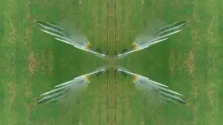Mirror Mirror