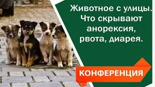 Животное с улицы. Что скрывают анорексия, рвота, диарея. Худоба собаки