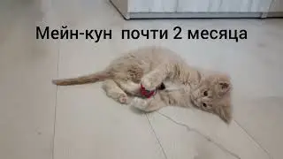 Мейн-кун красавчик котенок