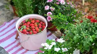 New Chapter In My Life | Preserving Strawberries For Winter
