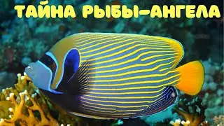 Рыба ангел видео | Императорский и ещё 4 ангела