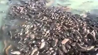 This is MADNESS