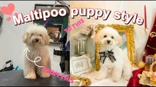 Are you a doll? | Maltipoo puppy dog grooming