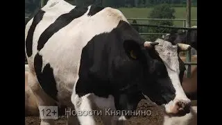 Будни животноводов