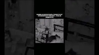 Cute Sleeping Cat 🌌🫡