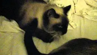 Siamese Cats