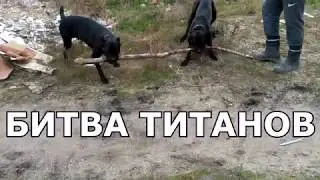 кане корсо битва титанов. Два кане корсо играют. Cane Corso battle of the Titans.