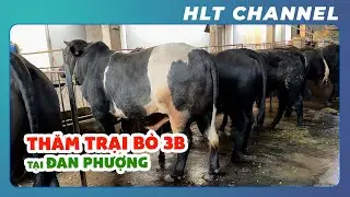 Introduction to the 3B Cattle Farming Model
