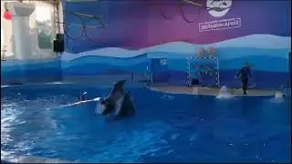 это дельфинарий в городе Сочи 👍🏿🤘🏿 это мой брат Лёва и. тётя Оля отдыхают на море