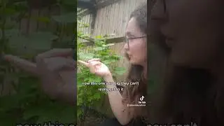 Quail Will Eat Cherry Leaves