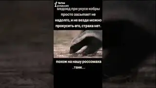 Медоед