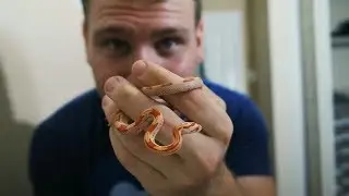 BABY PET CORN SNAKES!!