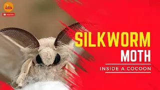 Silkworm Moth | Adult | 7mins Channel