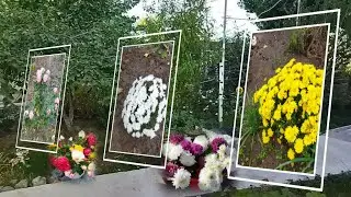 ПОСЛЕДНИЕ ДНИ ОСЕНИ, ЦВЕТУТ ХРИЗАНТЕМЫ