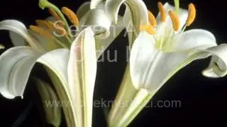 Sezen Aksu - Oldumu - http://www.cicekmerkezi.com