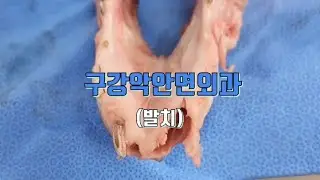 🦷치아 발치에 사용하는 기구 알아보기 🤦 돼지 아래 치아 발치하기~~