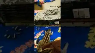 Amazing Video Squirrel is breathing air from air conditioner