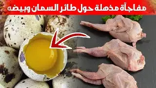 مفاجآت لأول مرة حول طائرالسمان وبيض السمان يحمي من مرض قاتل ما هي حقيقة لحم السمان وهل ذكر في القرآن