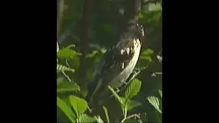 Silent Nature Subscribe : )