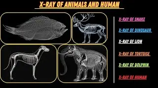 Full X-Ray of Animals and Human