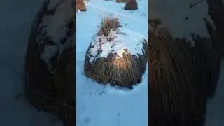 лошади пасутся на замёршем болоте возле кочек