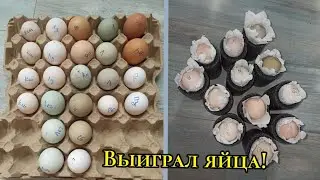 Выиграл яйца! Что заложено в инкубаторе?