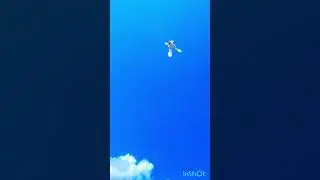 #армянские голуби