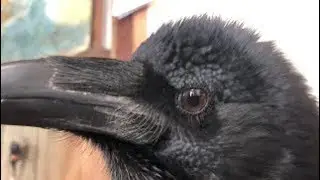 My Pet Raven