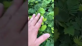 MIMOSA PÚDICA