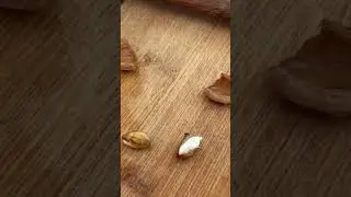 #слива