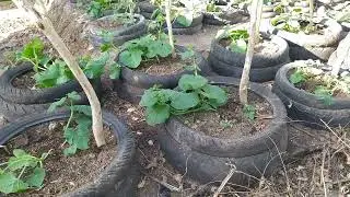 Menanam melon dengan cara unik (praktikum lapangan eps 16)
