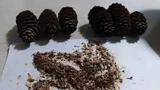 Как🤔 добыть семена из шишек🎄)