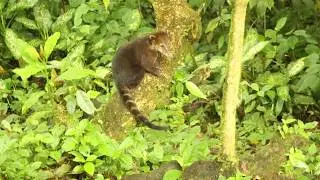 Nasua narica (Coatí de nariz blanca)