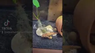 Dragon Puffer ** LIVE Feeding ** Puffer Fish Ambush Predator 