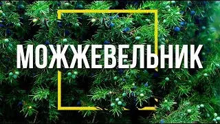 Хвойные в Саду ✔️ Посадка и Уход за можжевельником