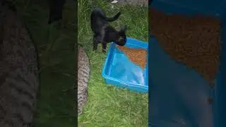 A new alleycats! Novos gatos pingados! Ascânio & Prometheu 