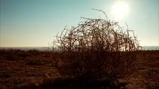 tumbleweeds