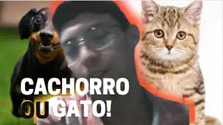 PREFIRO CACHORRO OU GATO !!!
