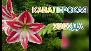 Уход за Гиппеаструмом в домашних условиях